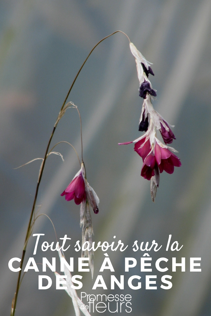 Engelspfeife, Dierama