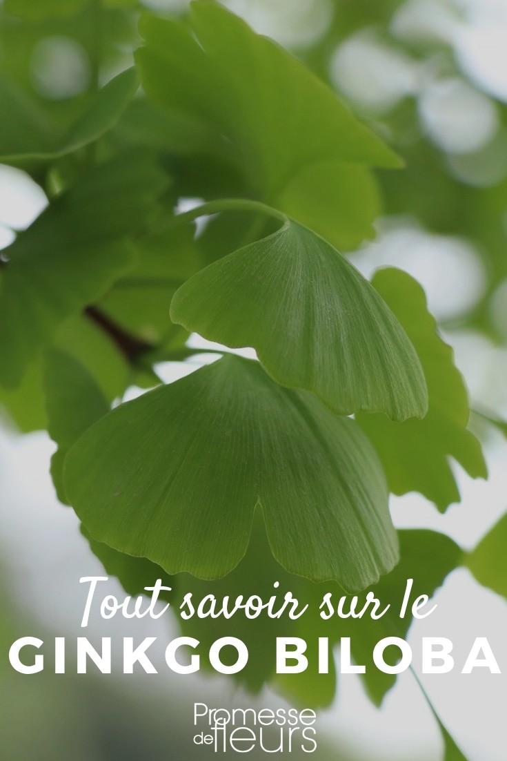Ginkgo biloba, pflanzen und pflegen