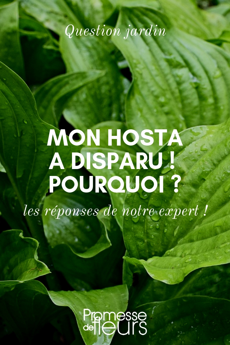 Mein Hosta ist verschwunden - Frage - Antwort