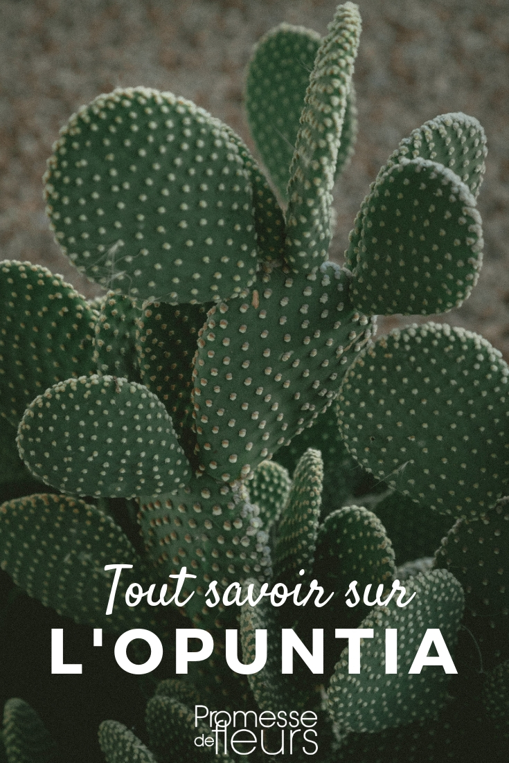 Opuntia: Pflanzen, Pflegen, Kultivieren