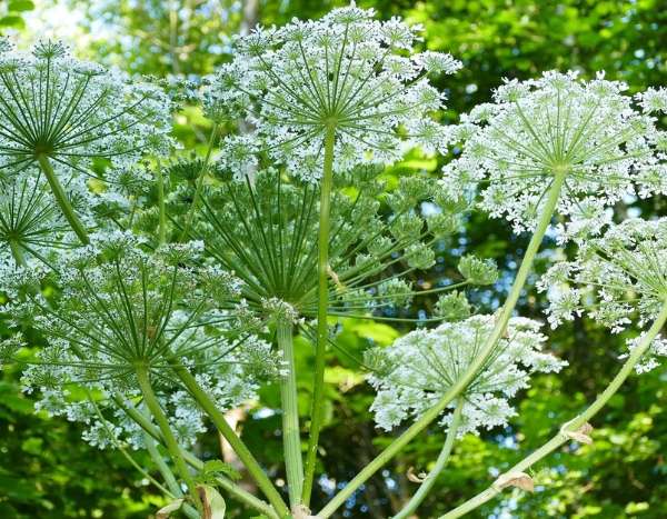 Invasive oder wuchernde Pflanze: Nicht verwechseln!