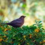 Vogelschutzhecke: Welche Sträucher wählen?