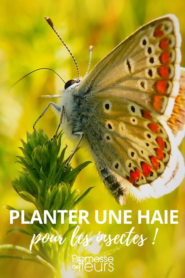 Hecke Insekten