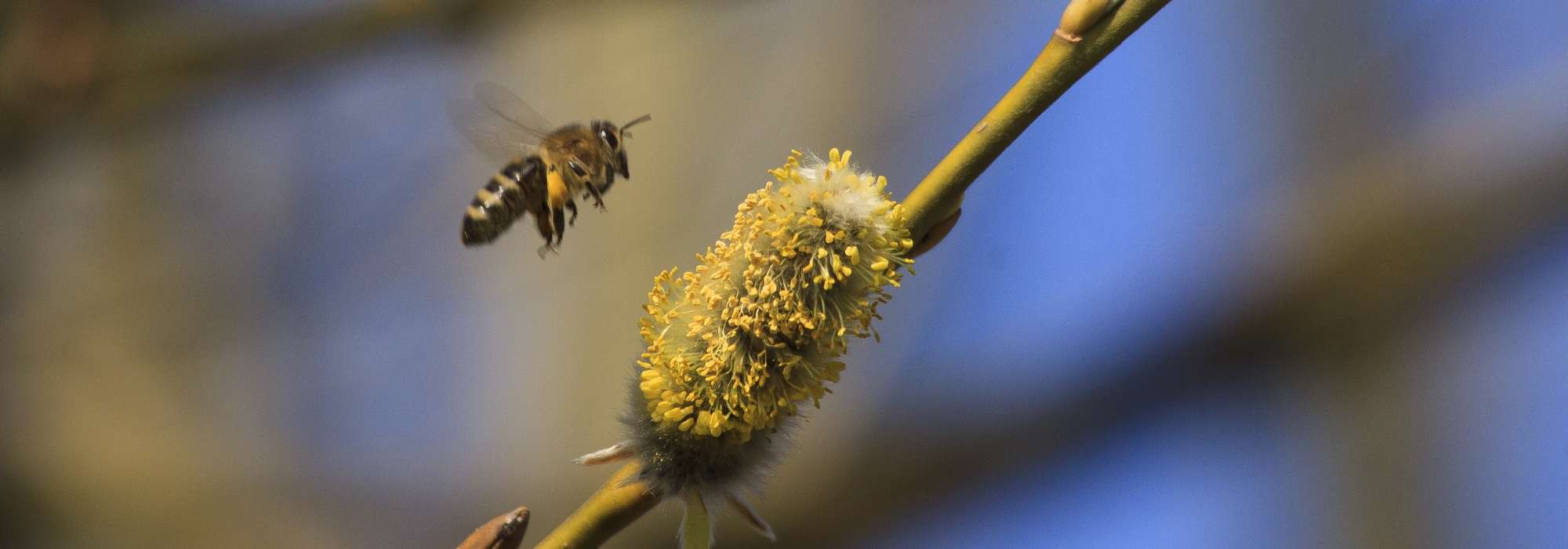 Insektenhecke pflanzen