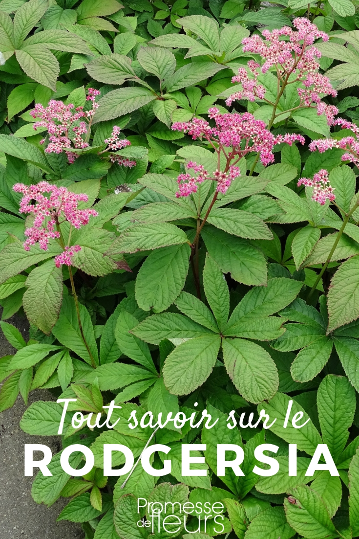 Rodgersia pflanzen, pflegen