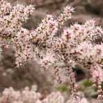 Sommertamariske: Pflanzen, Rückschnitt und Pflege