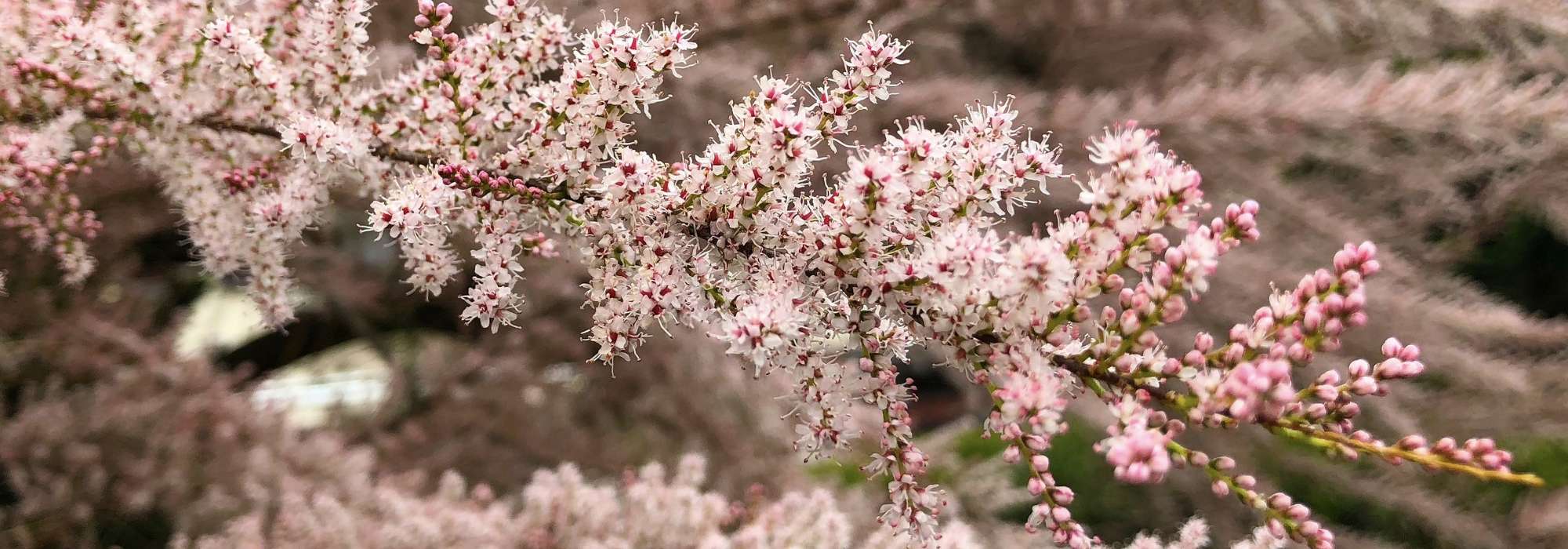 Sommertamariske: Pflanzen, Rückschnitt und Pflege