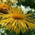Inula, Schwert-Alant: pflanzen und pflegen