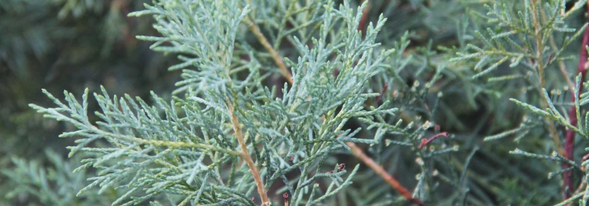Zypresse (Cupressus): pflanzen, Rückschnitt, Pflege