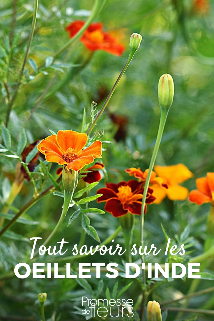 Ringelblume, Tagetes: Aussaat, Pflanzung