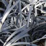 Ophiopogon, Schlangenbart: Pflanzen und Pflege