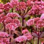 12 winterharte Pflanzen für den Garten