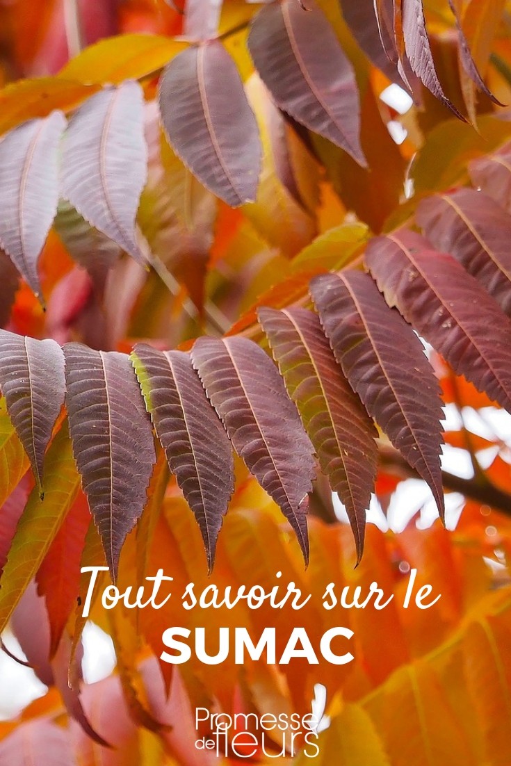 Rhus – Alles Wissenswerte