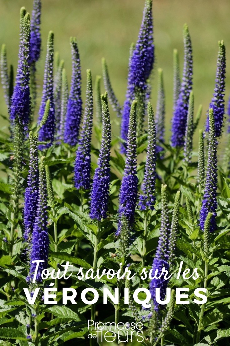 Veronica - Staude