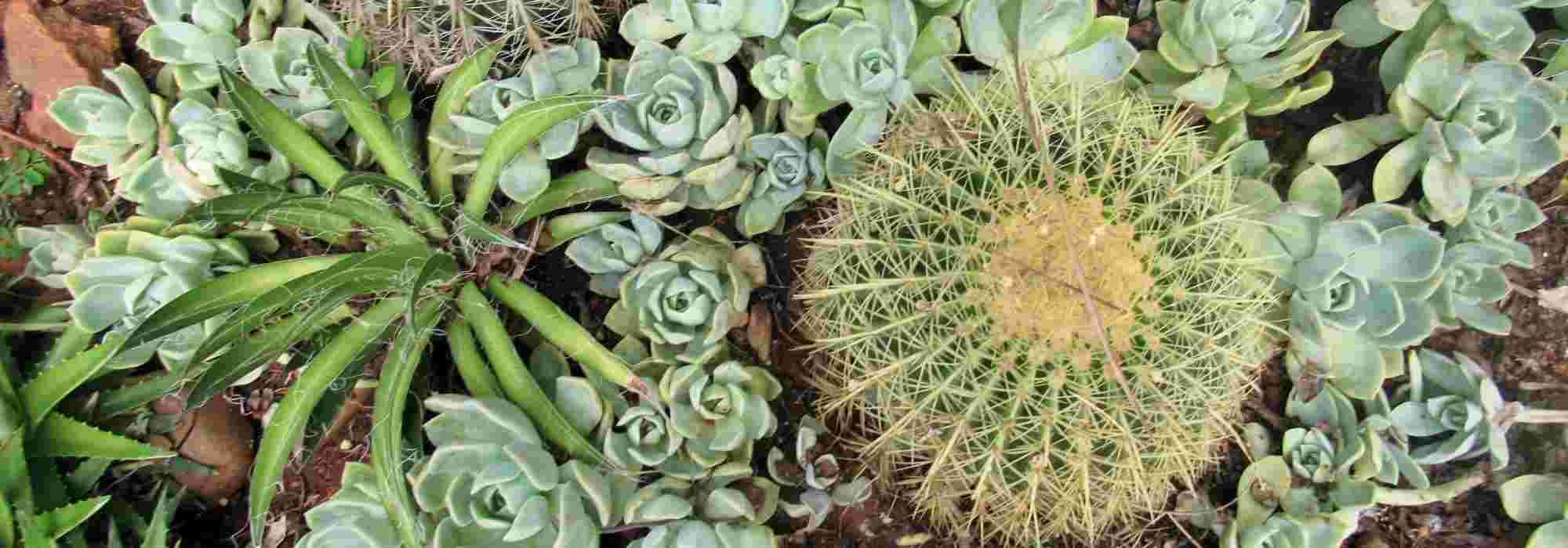 10 winterharte Exoten für Trockengärten