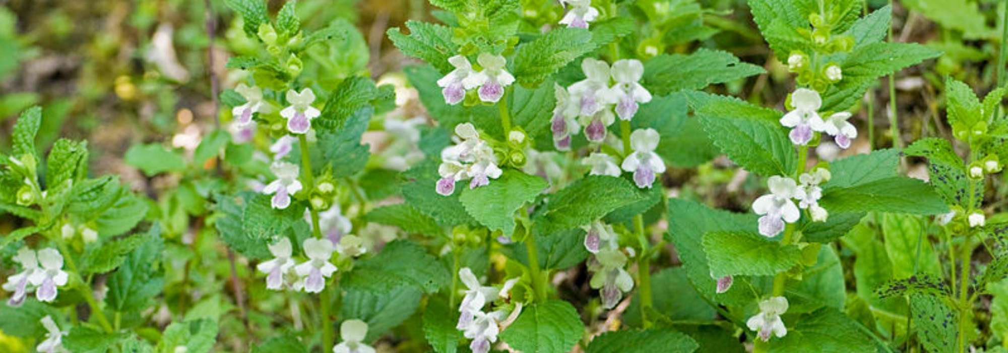 Melittis melissophyllum, Immenblatt: Pflanzen und Pflege