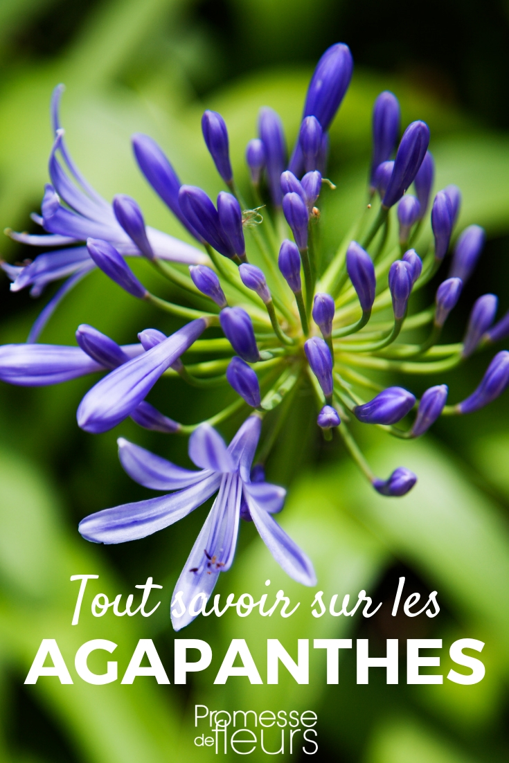 Agapanthus: Pflanzen, Pflegen, Kultivieren

Die Agapanthus, auch bekannt als Schmucklilie, ist eine beeindruckende Staude, die mit ihren prächtigen Blütenständen jeden Garten bereichert. Hier finden Sie alle wichtigen Informationen, um diese Pflanze erfolgreich zu pflanzen, zu kultivieren und zu pflegen.

**Pflanzen:**
- Wählen Sie einen sonnigen Standort mit gut durchlässigem Boden.
- Pflanzen Sie die Agapanthus im Frühjahr oder Herbst.
- Achten Sie darauf, dass der Wurzelballen nicht zu tief in die Erde gesetzt wird.

**Kultivieren:**
- Gießen Sie regelmäßig, aber vermeiden Sie Staunässe.
- Düngen Sie während der Wachstumsphase alle zwei Wochen mit einem ausgewogenen Dünger.
- Mulchen Sie den Boden, um die Feuchtigkeit zu halten und Unkraut zu unterdrücken.

**Pflegen:**
- Schneiden Sie verblühte Blütenstände ab, um die Pflanze zu stärken.
- Teilen Sie die Agapanthus alle 3-4 Jahre, um die Vitalität zu erhalten.
- Schützen Sie die Pflanze im Winter mit einer Schicht Mulch oder Reisig, besonders in kälteren Regionen.

Mit der richtigen Pflege wird Ihre Agapanthus jedes Jahr aufs Neue mit ihren atemberaubenden Blüten begeistern.