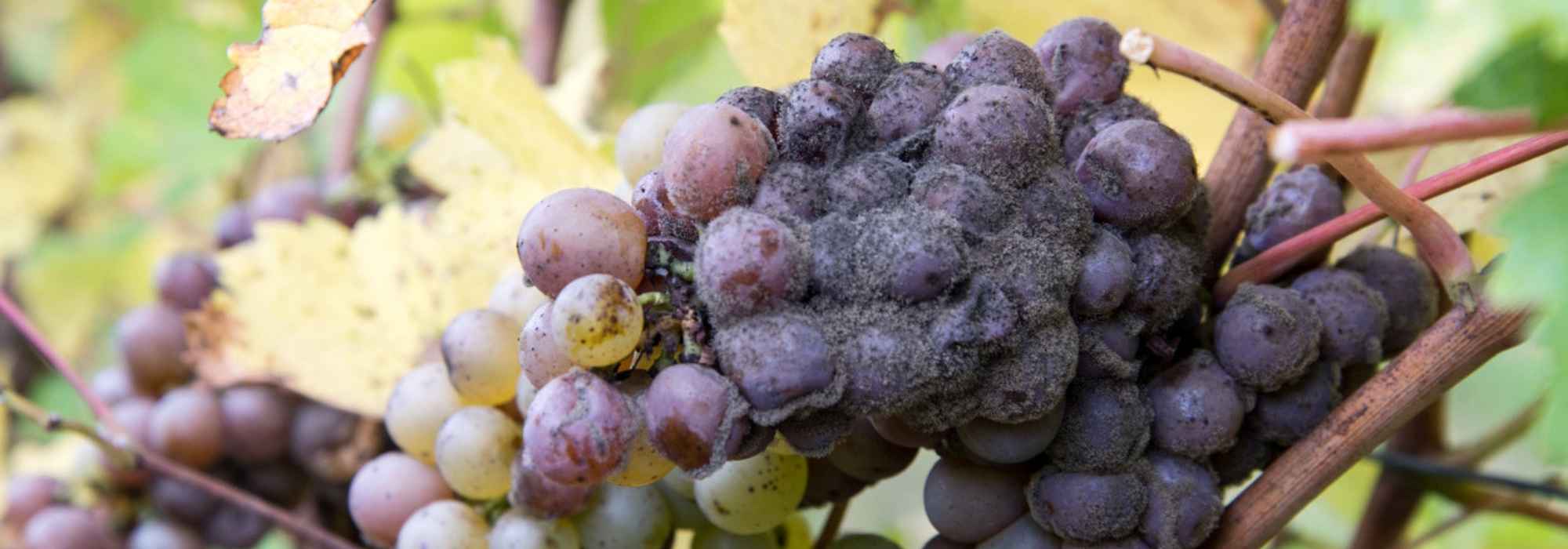 Botrytis oder Grauschimmel