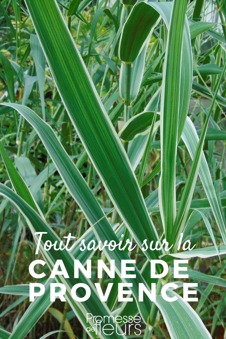 Arundo donax – Alles, was Sie wissen müssen