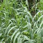 Spanisches Rohr (Arundo donax): Anbau, Pflege