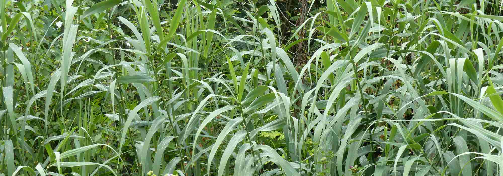 Spanisches Rohr (Arundo donax): Anbau, Pflege