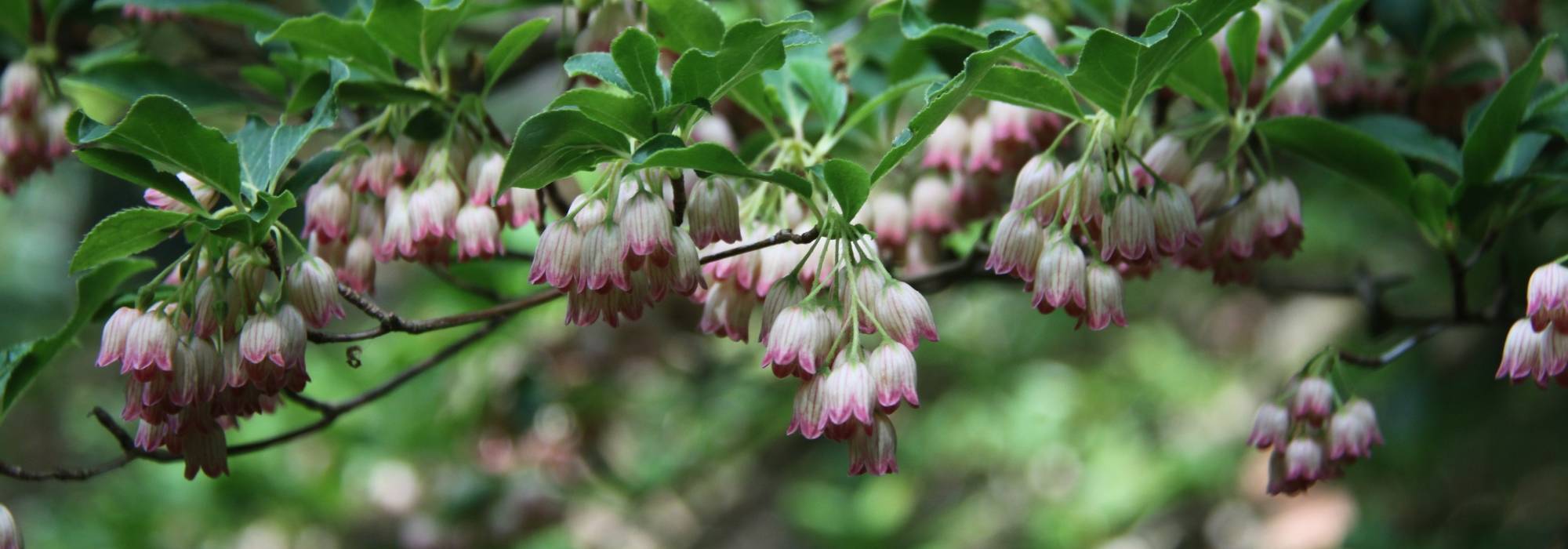 Enkianthus (Prachtglocke): pflanzen & pflegen