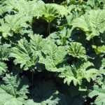Gunnera (Mammutblatt): pflanzen und pflegen