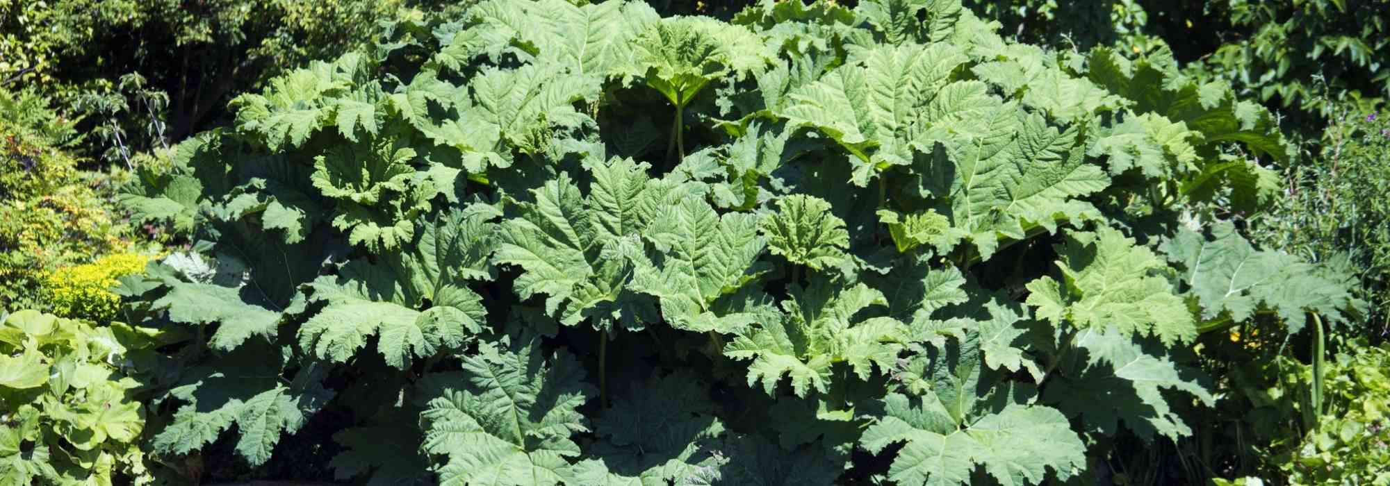 Gunnera (Mammutblatt): pflanzen und pflegen