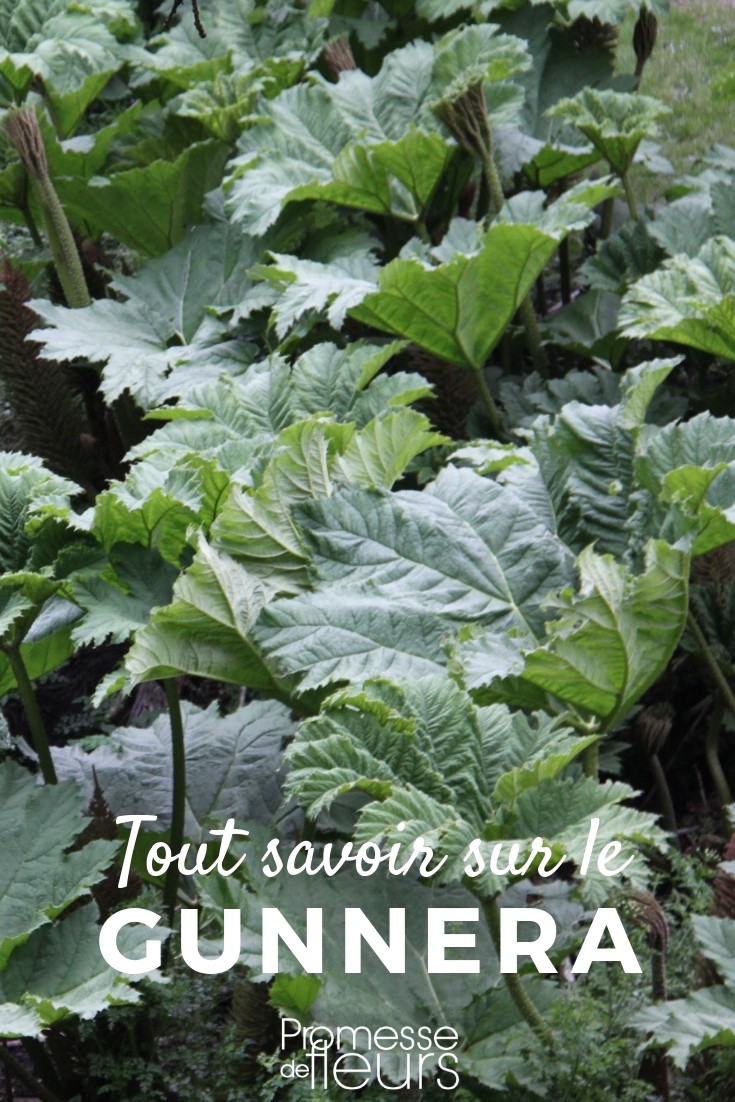 Gunnera