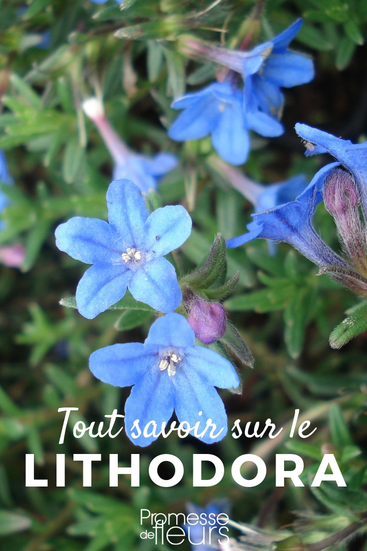 Lithodora, Gremil