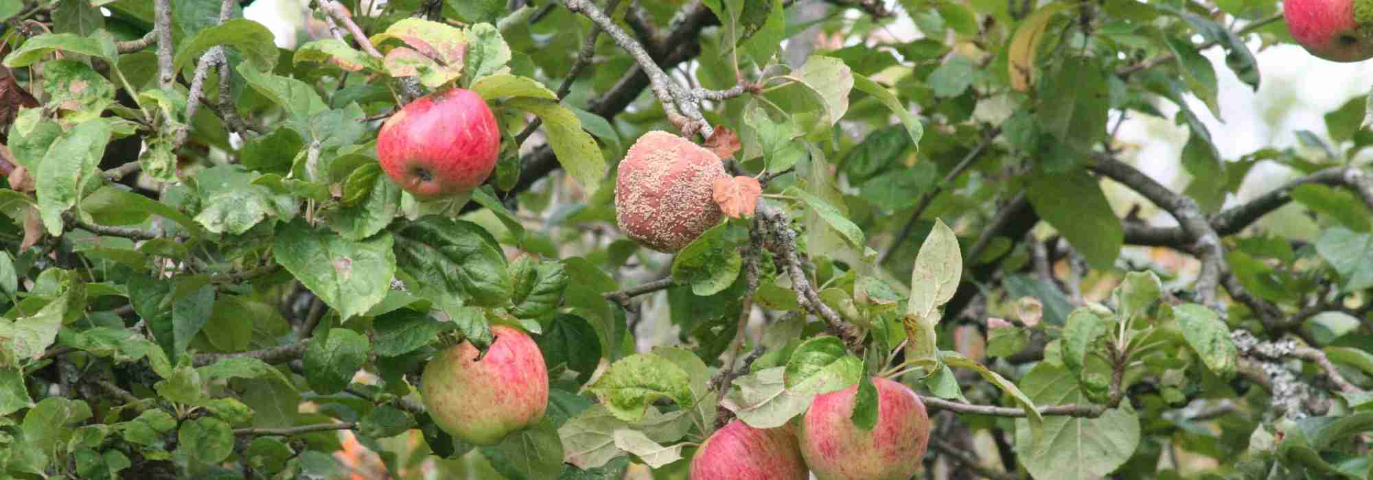 Monilia-Krankheit bei Obstbäumen