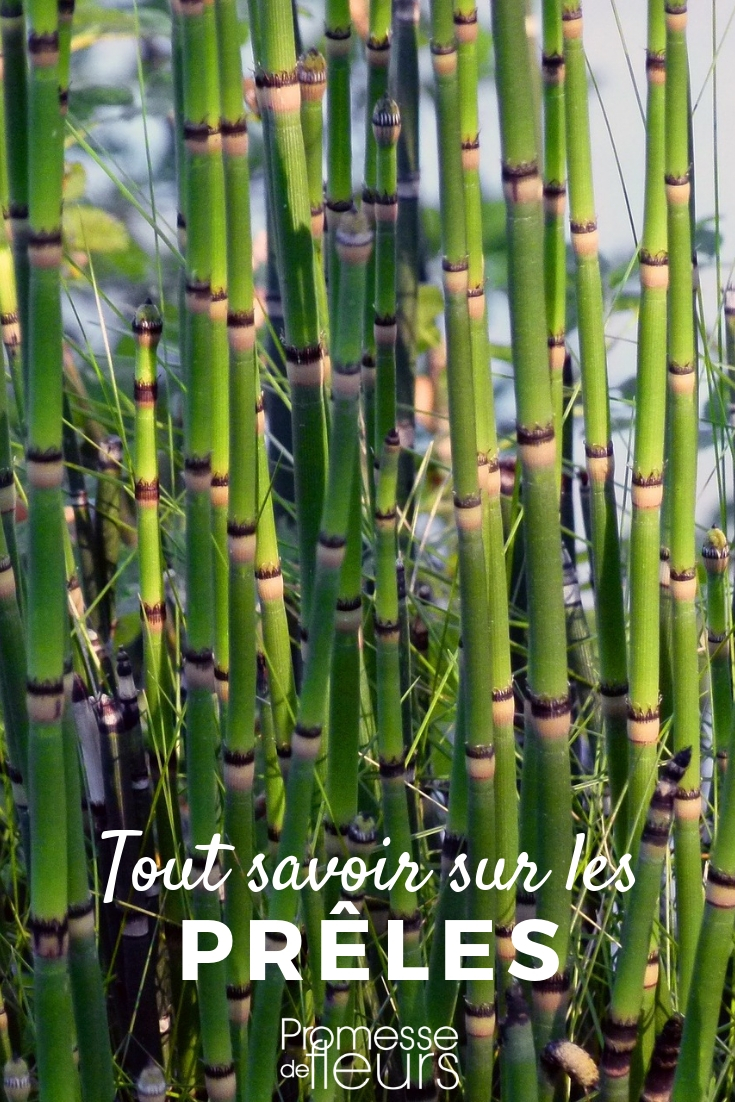 Schachtelhalm (Equisetum): Pflanzung und Pflege