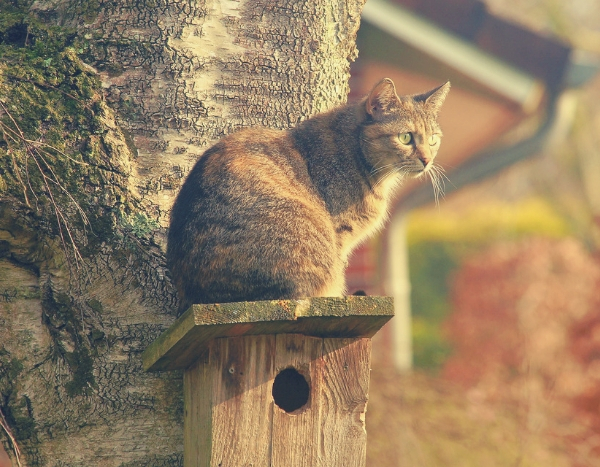 Katzen und Vögel im Garten: Tipps zum Schutz