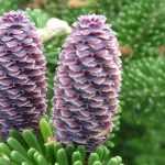 Tanne (Abies): Pflanzen, Rückschnitt, Pflege