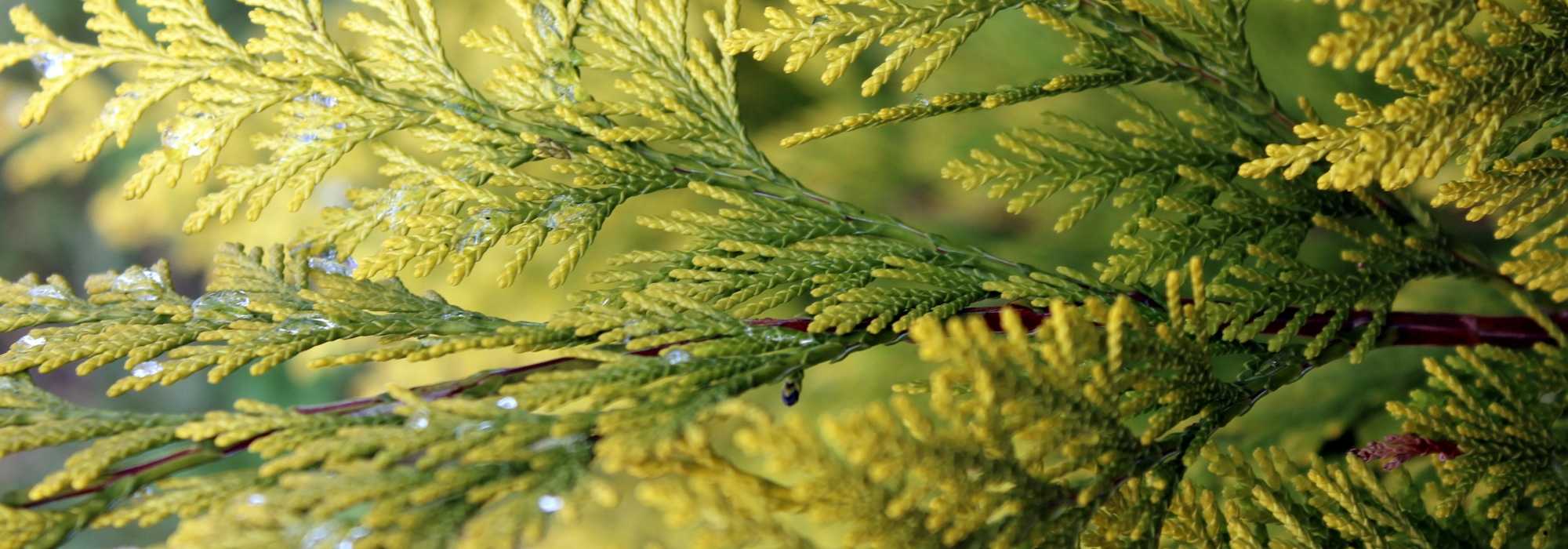 Thuja pflanzen, Rückschnitt und Pflege