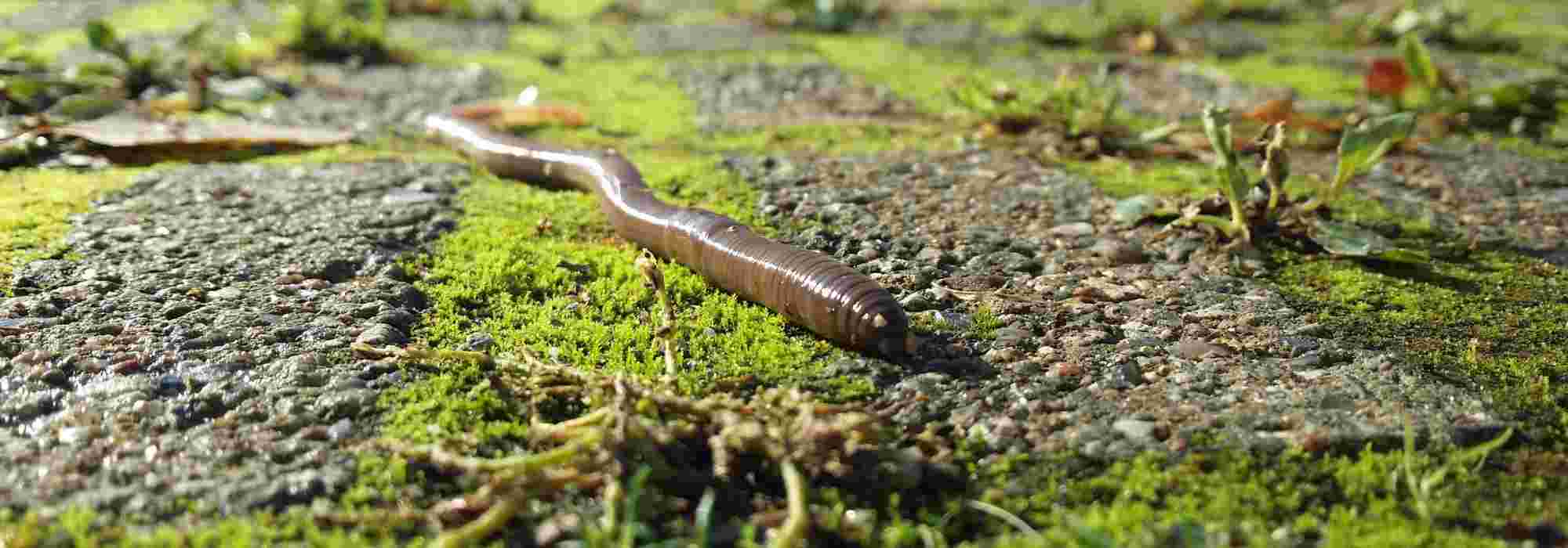 Regenwurm: unverzichtbarer Helfer im Garten