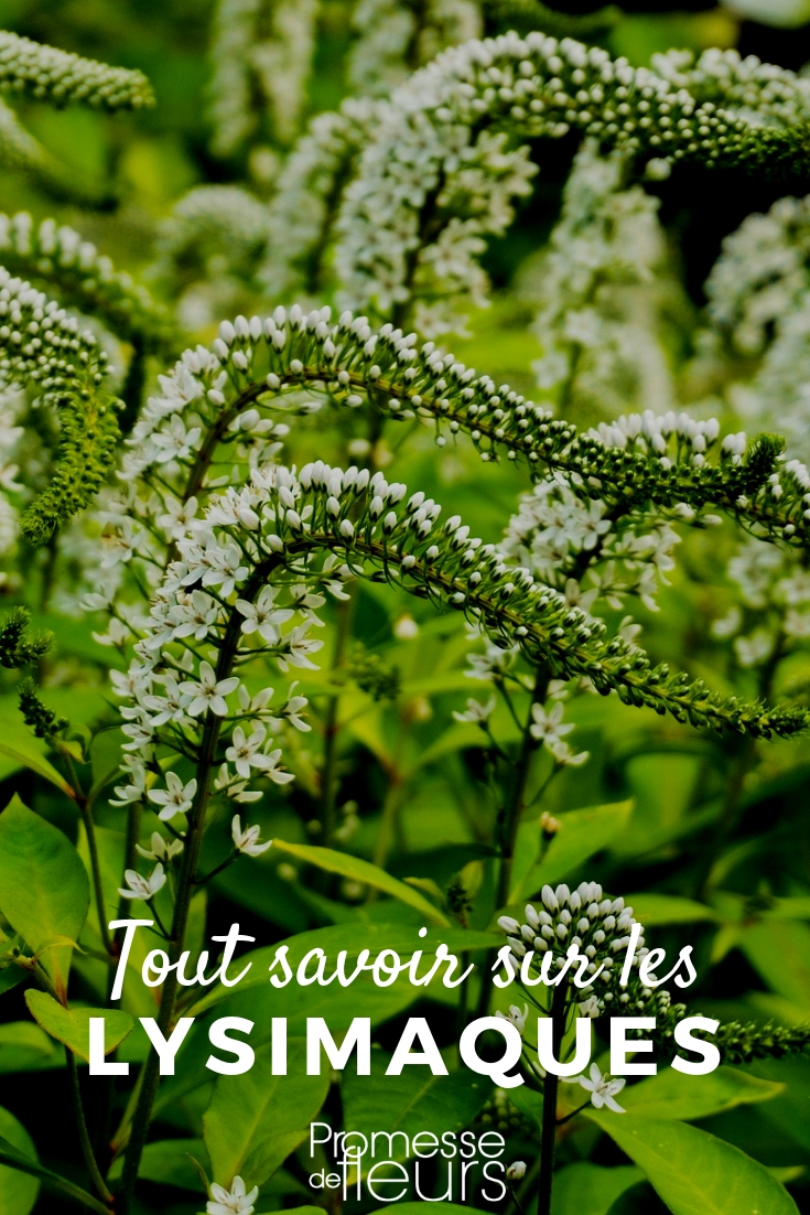 Lysimachia, Lysimachia: Pflegetipps