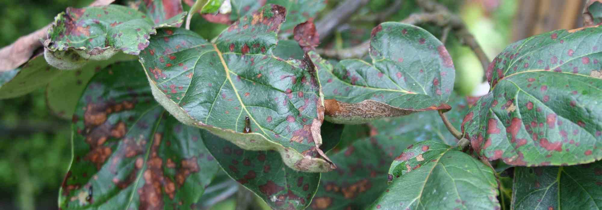 Entomosporiose: vorbeugen und bekämpfen