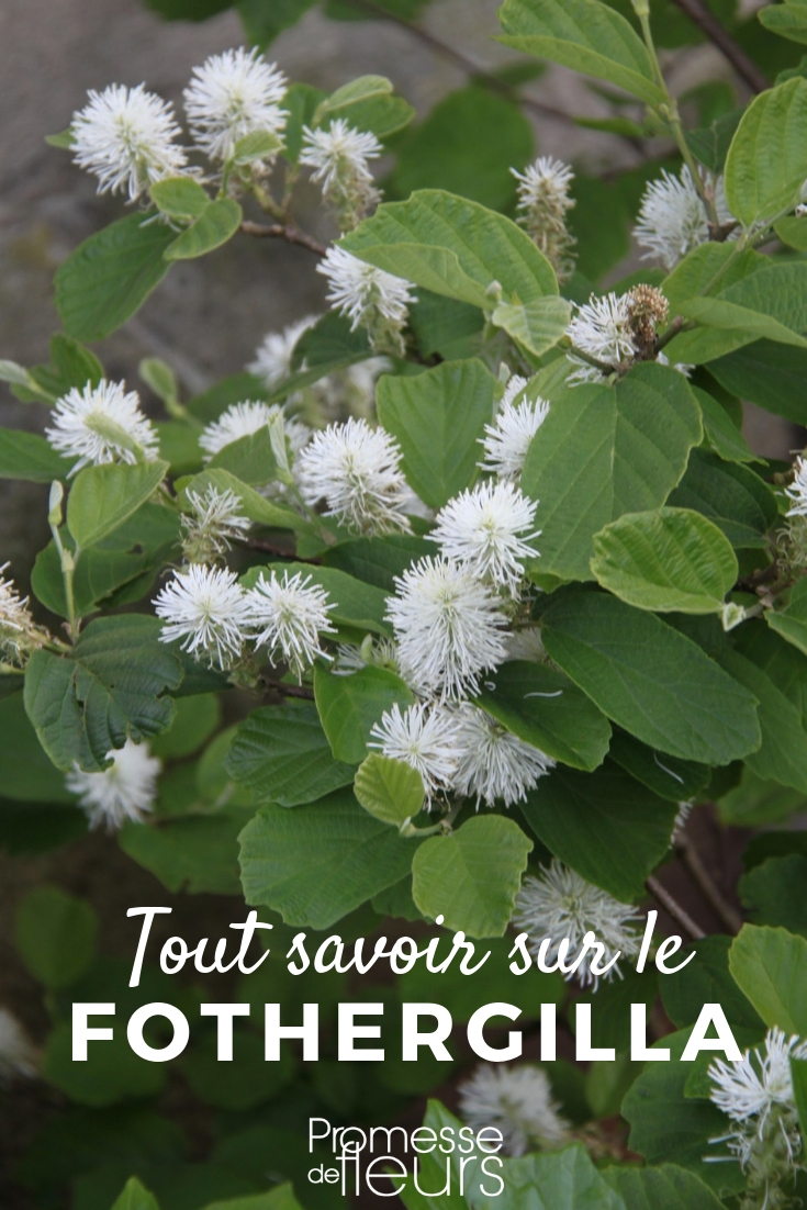 Fothergilla, pflanzen und pflegen