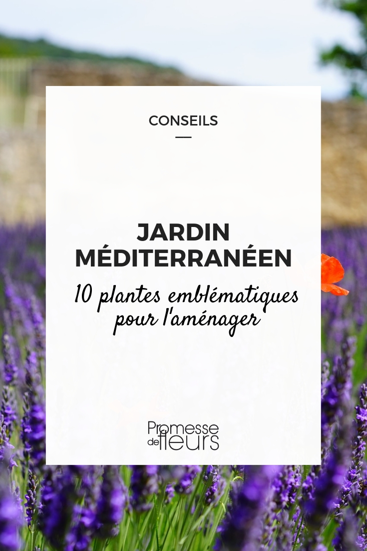 Pflanzen für den mediterranen Garten