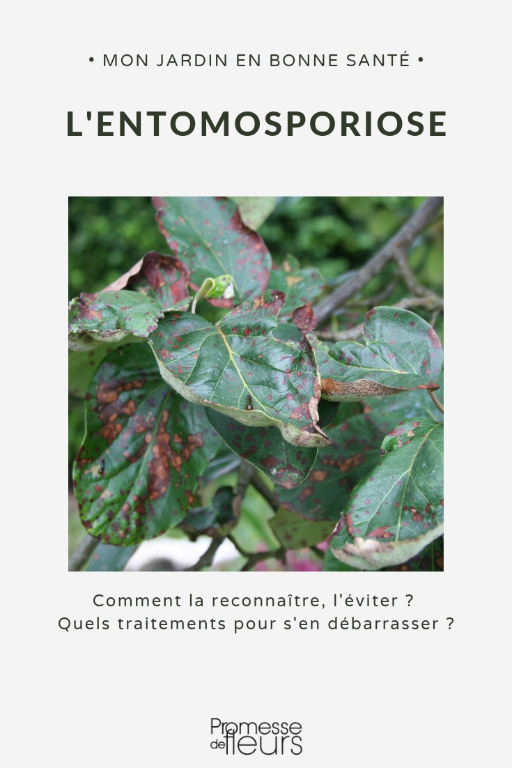 Entomosporiose, Schäden und Behandlung
