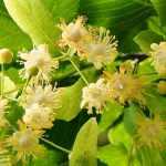 Linde, Tilia: Pflanzen, Pflege und Rückschnitt