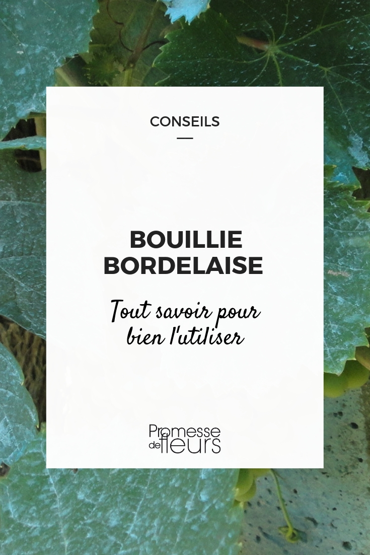 Bordeauxbrühe: Alles, was Sie wissen müssen