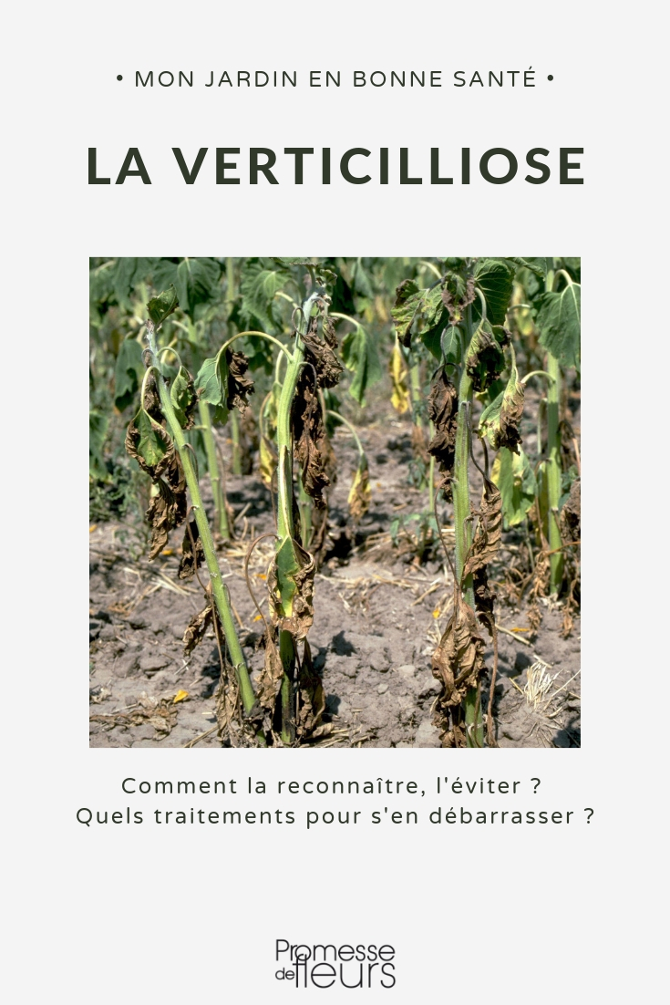 Verticillium-Krankheit