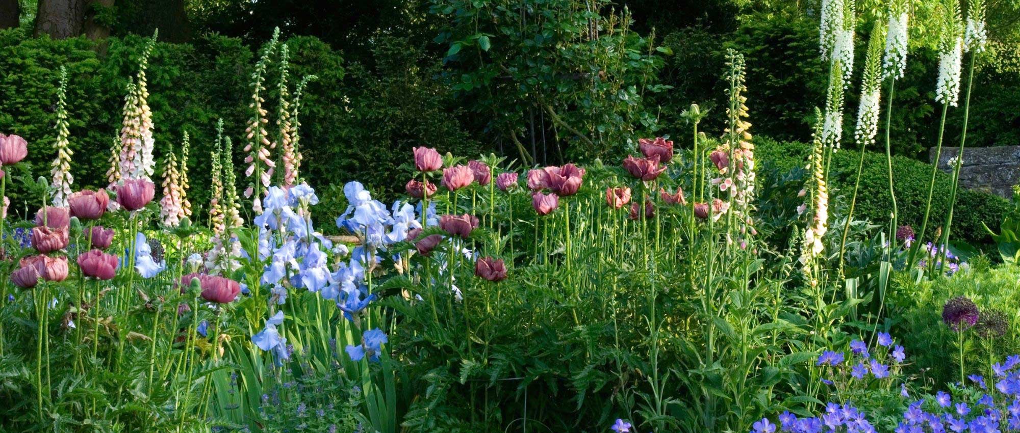 Englischer Garten: 10 typische Pflanzen