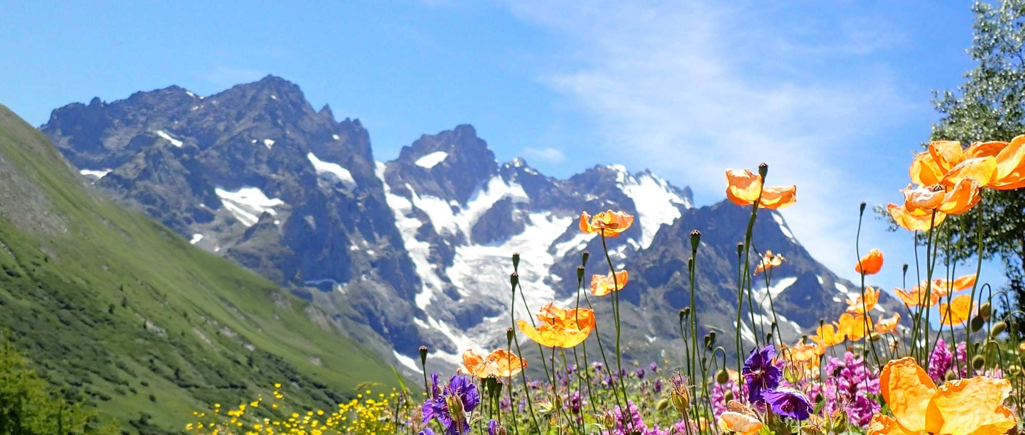 Alpenstauden