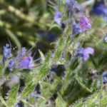 Echium, Natternkopf: säen, pflanzen, pflegen
