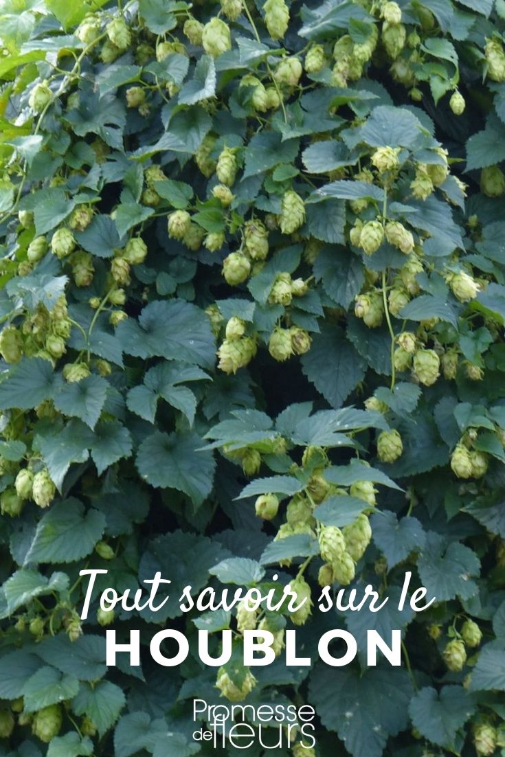 Humulus lupulus – Alles, was Sie wissen müssen