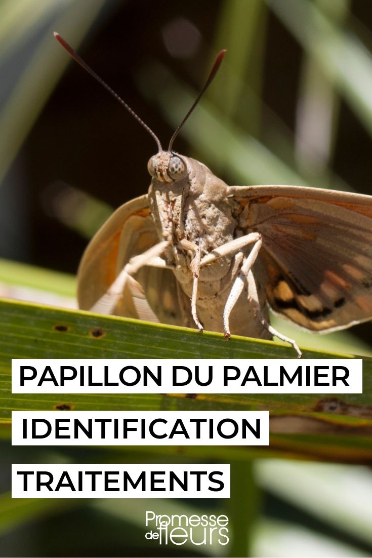 Paysandisia archon, der Palmenschädling