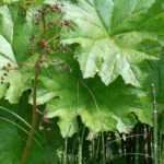 10 dekorative Stauden und Zwiebeln für modernen Garten